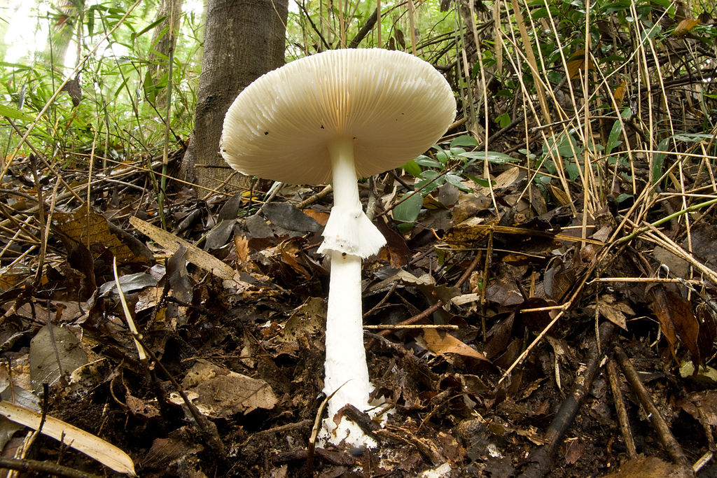 https://upload.wikimedia.org/wikipedia/commons/thumb/6/60/Amanita_virosa_11.jpg/1024px-Amanita_virosa_11.jpg